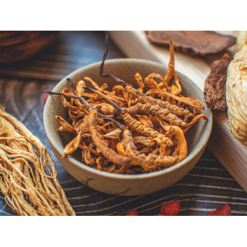 Đông trùng hạ thảo là gì?